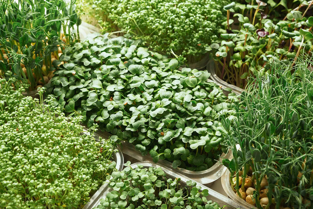 Grow Your Own Food at Home and Save Big on Groceries: A Guide to Indoor Gardening