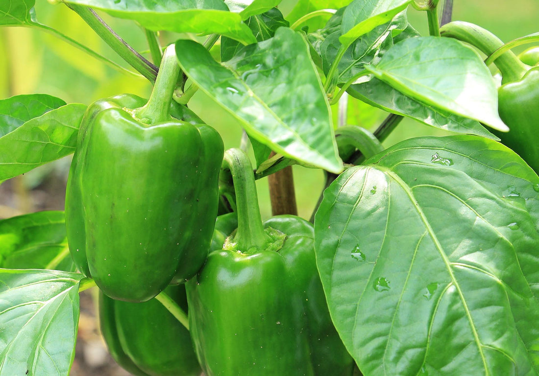 Grow Peppers Indoors! The most bang for your buck.