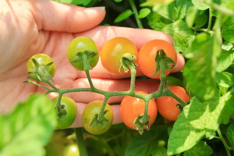Step by Step Guide to Grow Tomatoes Indoors!