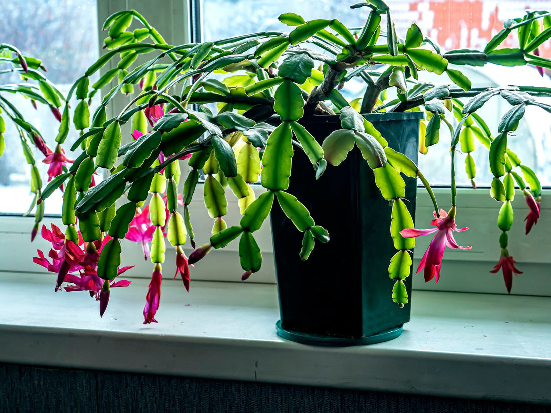 Indoor garden with plants