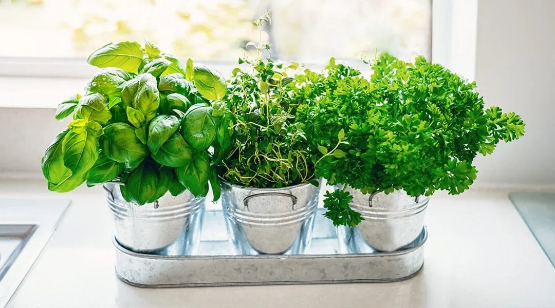 Easy Food to Grow Indoors