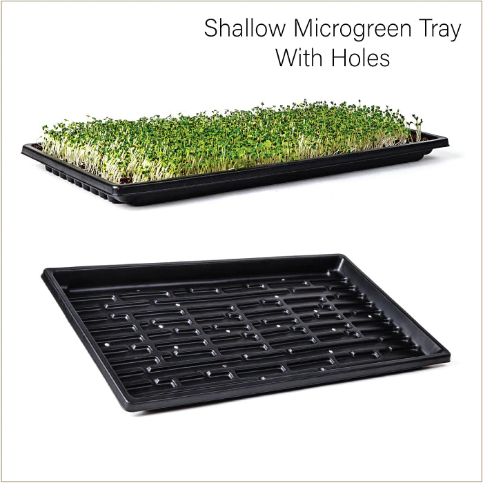 Microgreen Tray - 10x20