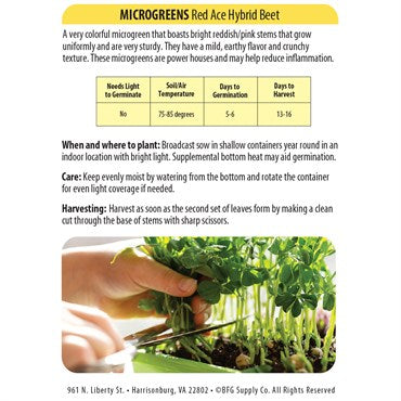 Red Ace Hybrid Beet Seeds - Microgreens