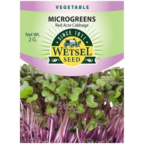 Red Acre Cabbage Seed - Microgreens