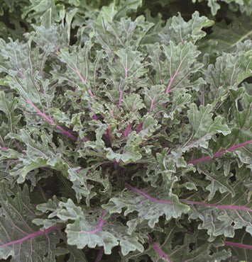 Organic Kale Seeds