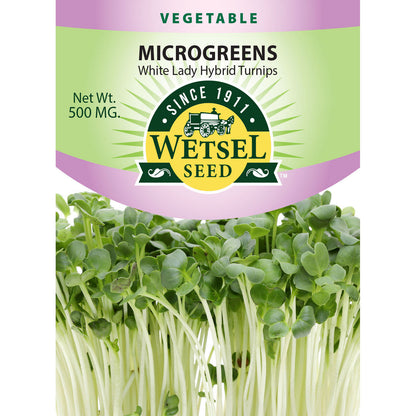 White Lady Hybrid Turnips - Microgreens