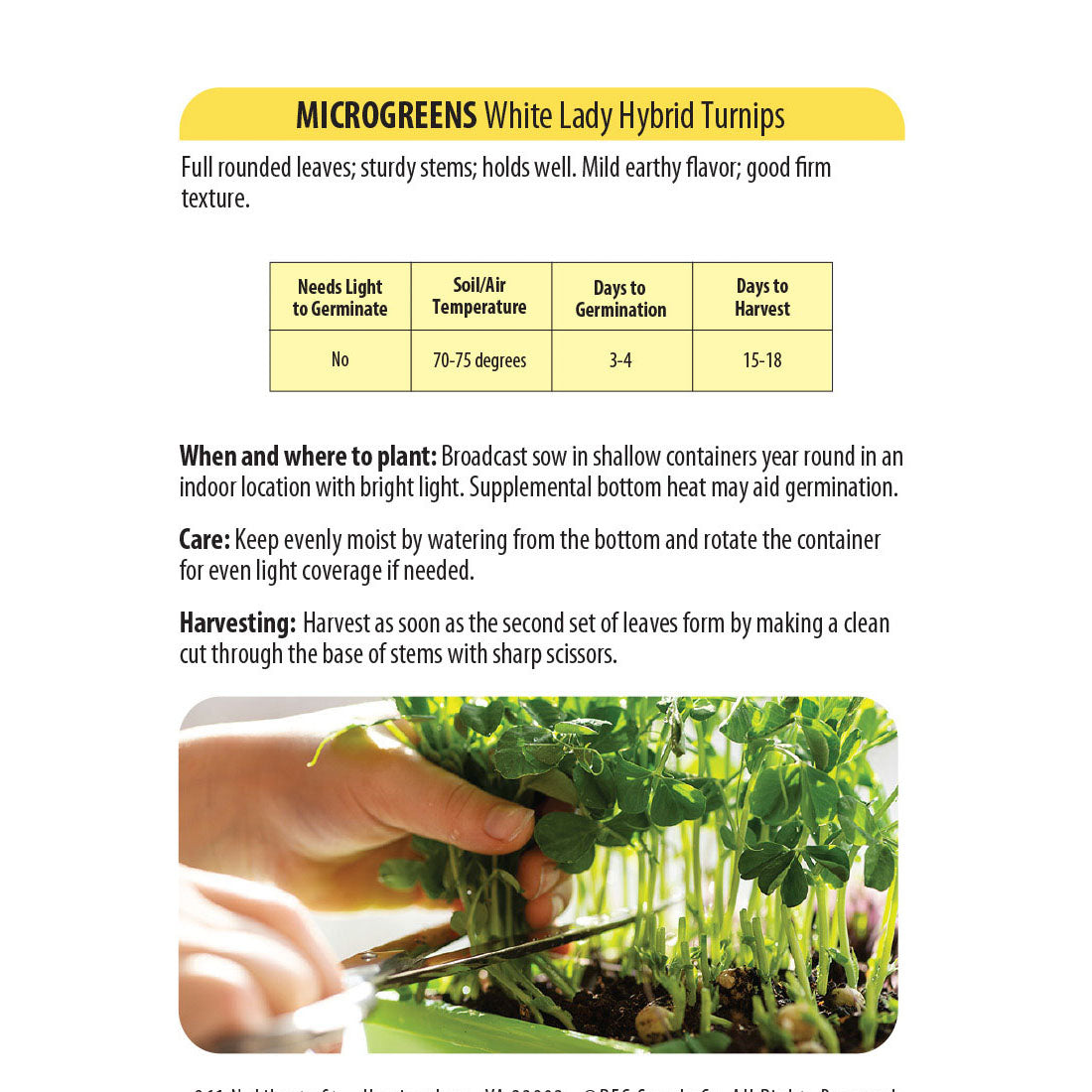 White Lady Hybrid Turnips - Microgreens