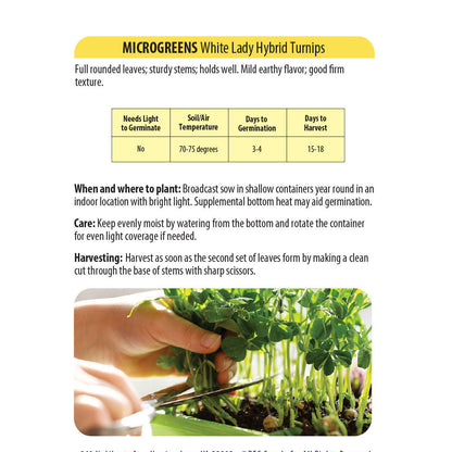 White Lady Hybrid Turnips - Microgreens