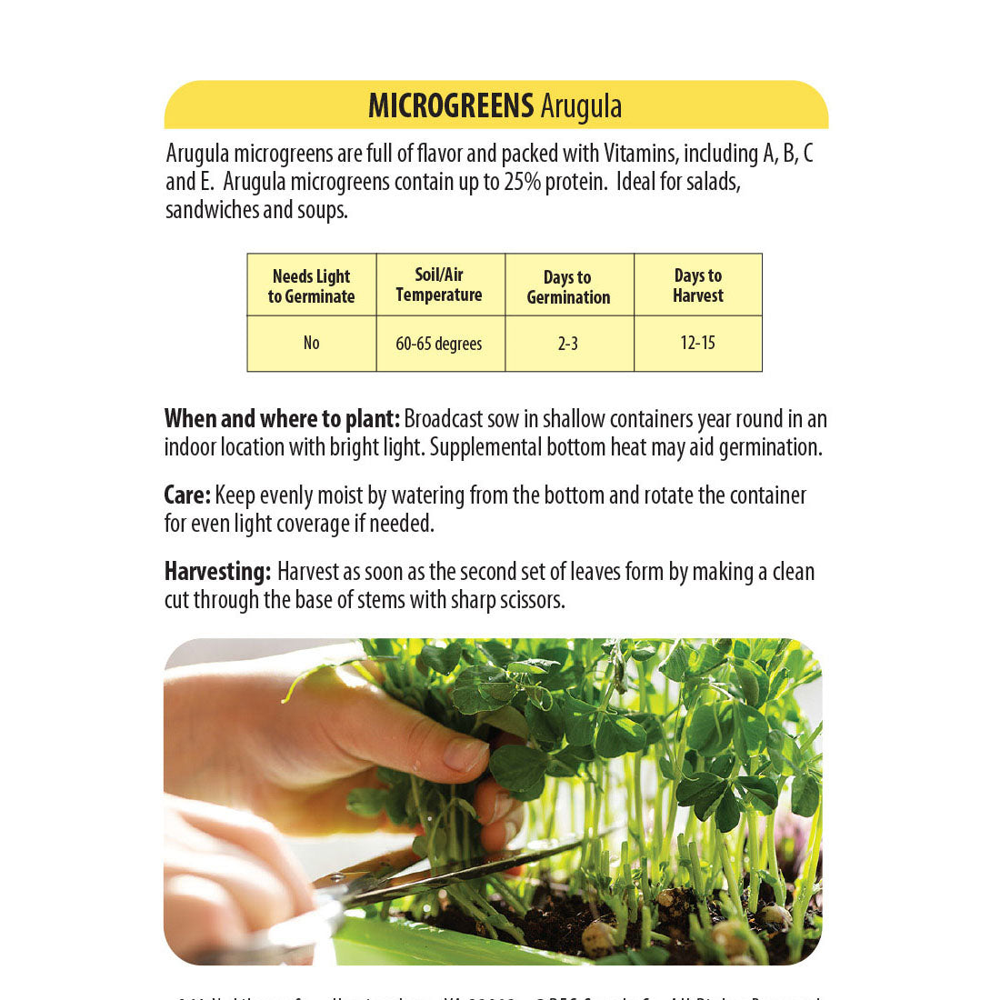 Arugula - Microgreens